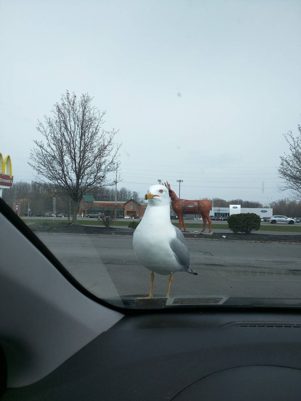 Great Wall Chinese Restaurant | restaurant | 47 Eastern Blvd, Canandaigua, NY 14424, USA | 5853969191 OR +1 585-396-9191