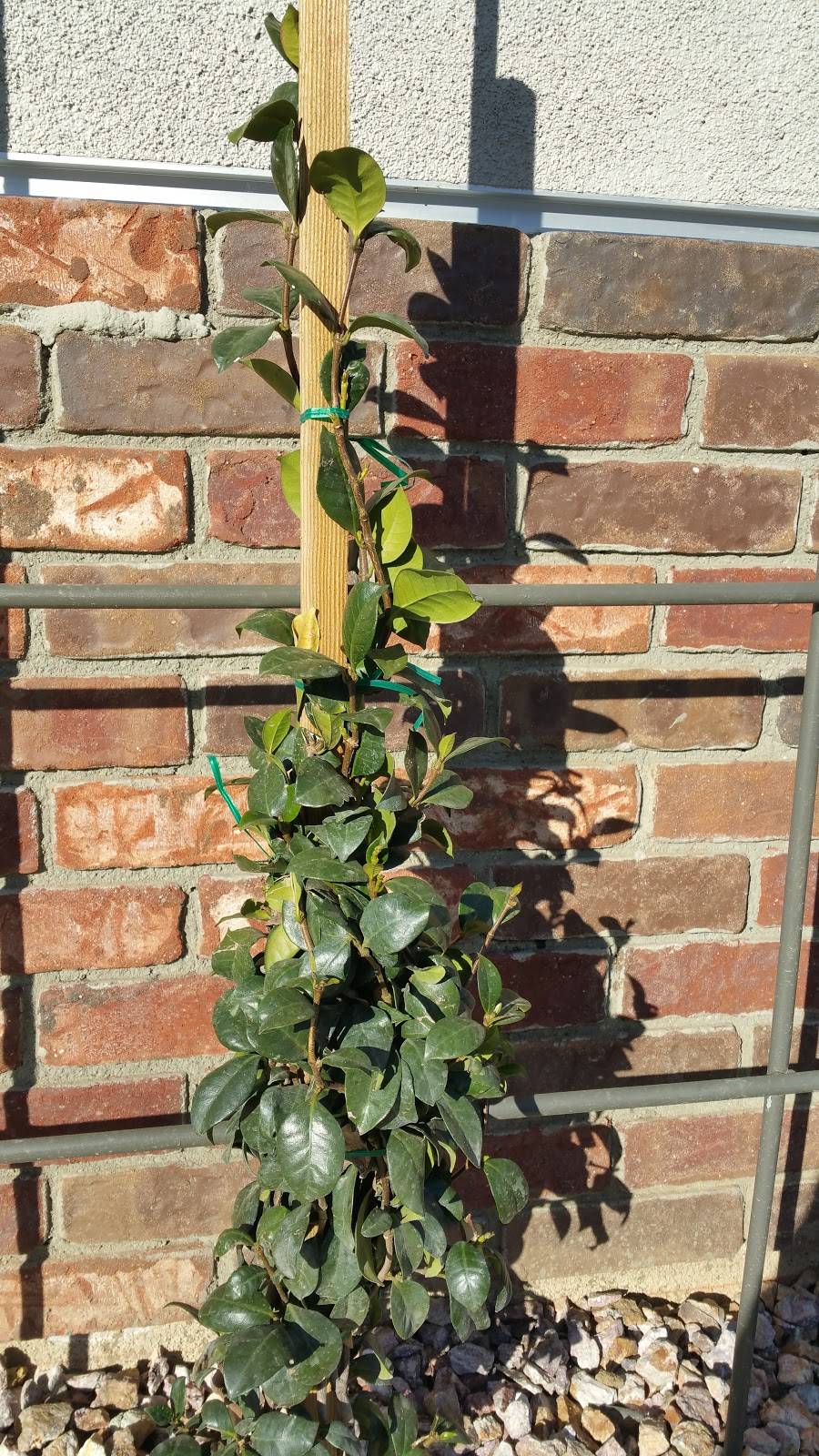 Jack in the Box | restaurant | 2511 E Lakeshore Dr, Lake Elsinore, CA 92530, USA | 9516746472 OR +1 951-674-6472