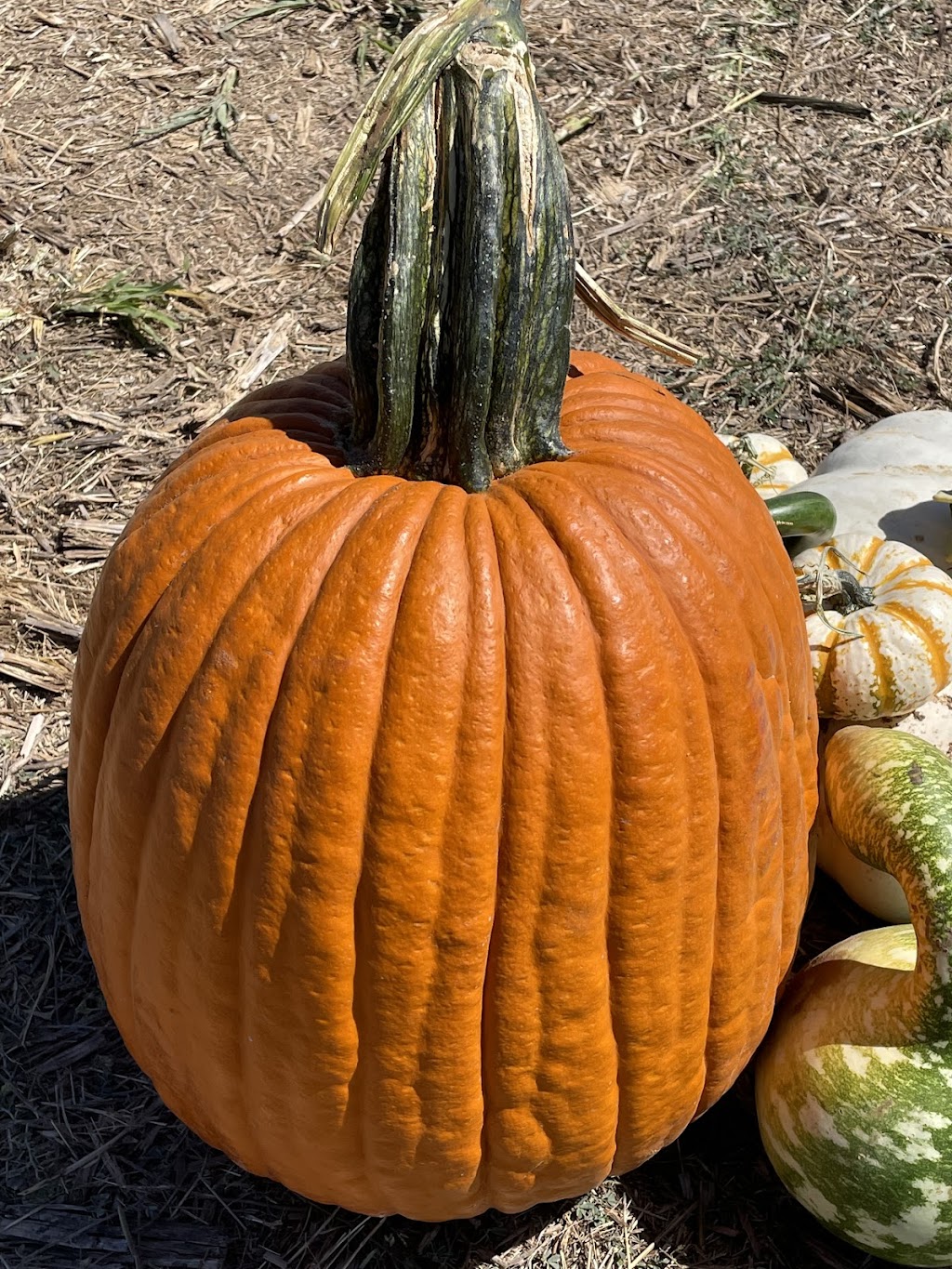 Texas Pumpkin Fest | restaurant | 8760 FM 2243, Leander, TX 78641, USA | 5122228055 OR +1 512-222-8055