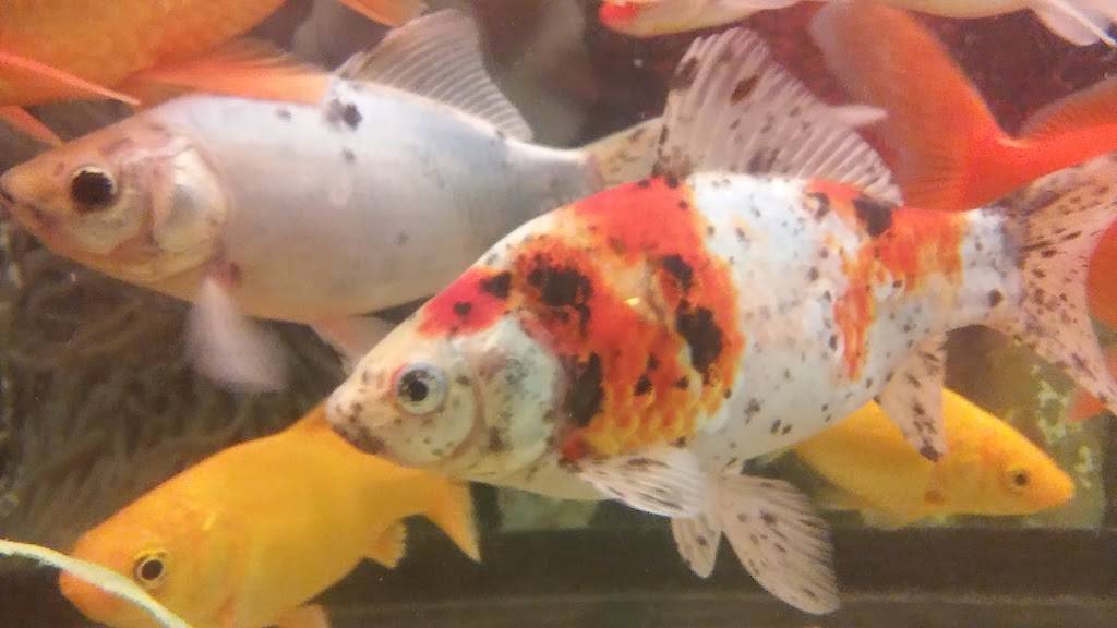 China Rose | restaurant | 42 Bath Rd, Brunswick, ME 04011, USA | 2077258813 OR +1 207-725-8813