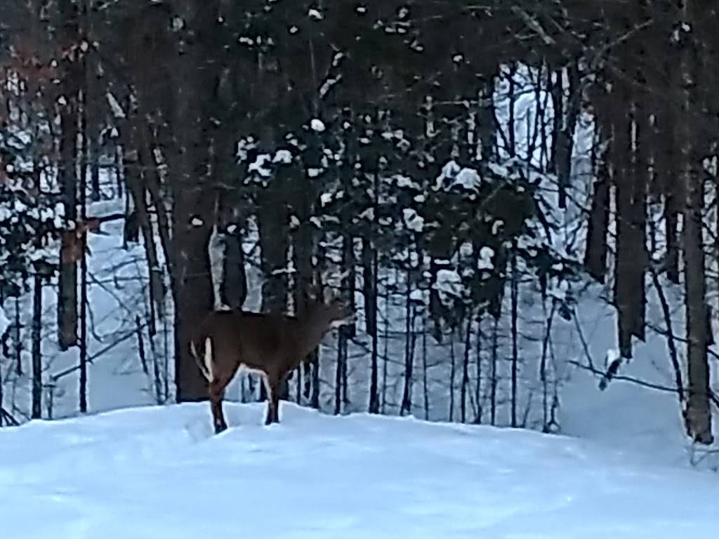 Lumberjack Lodges & Backwoods Grill Restaurant | restaurant | 102 Chadbourne Rd, Harmony, ME 04942, USA | 2076832000 OR +1 207-683-2000