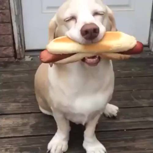 Happy Dog | restaurant | Calle Quinta #229, Benito Juárez, 21480 Tecate, B.C., Mexico | 016651094749 OR +52 665 109 4749