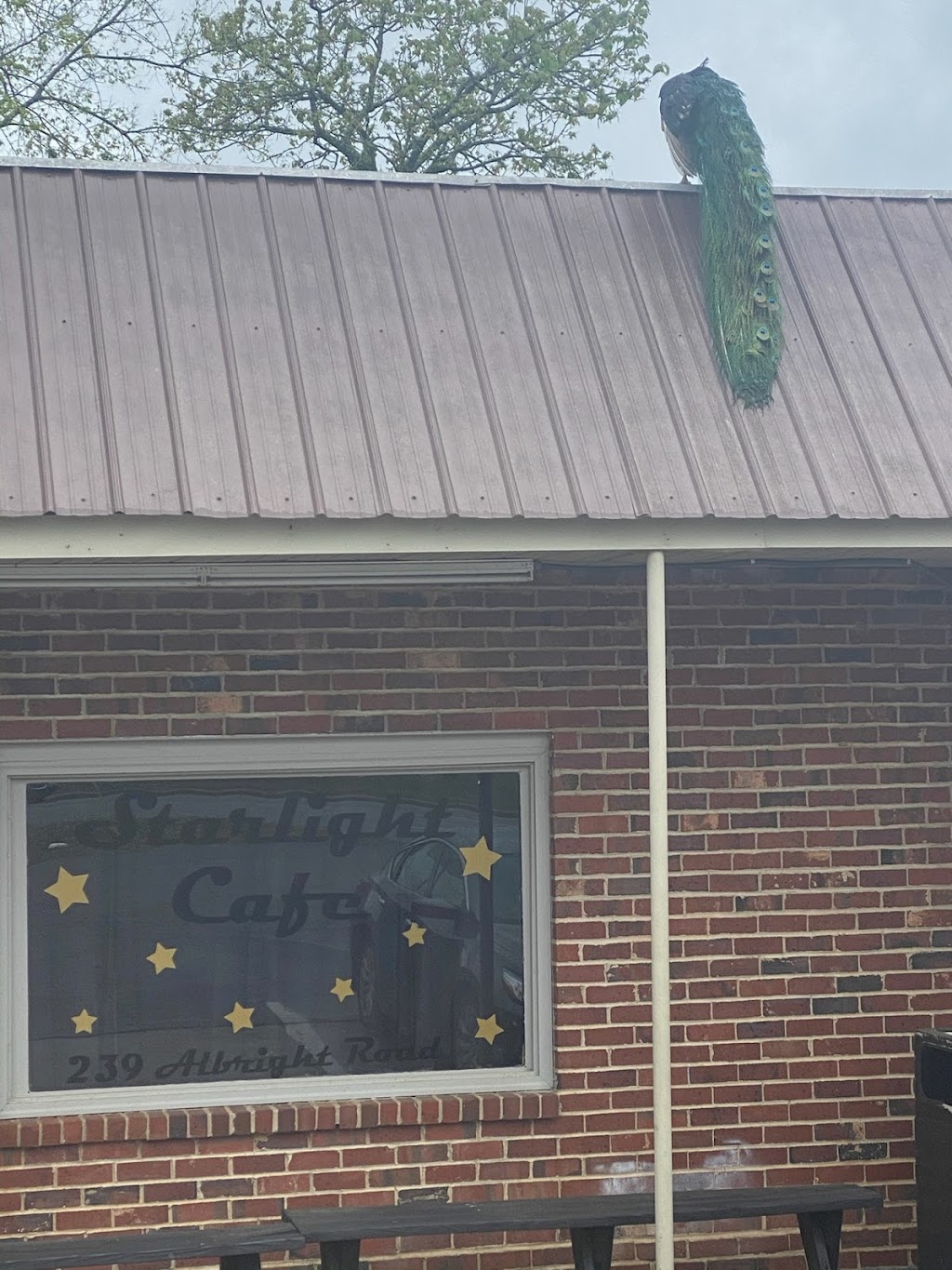 Starlight Cafe | restaurant | 239 Albright Rd, Rock Hill, SC 29730, USA | 8033232075 OR +1 803-323-2075