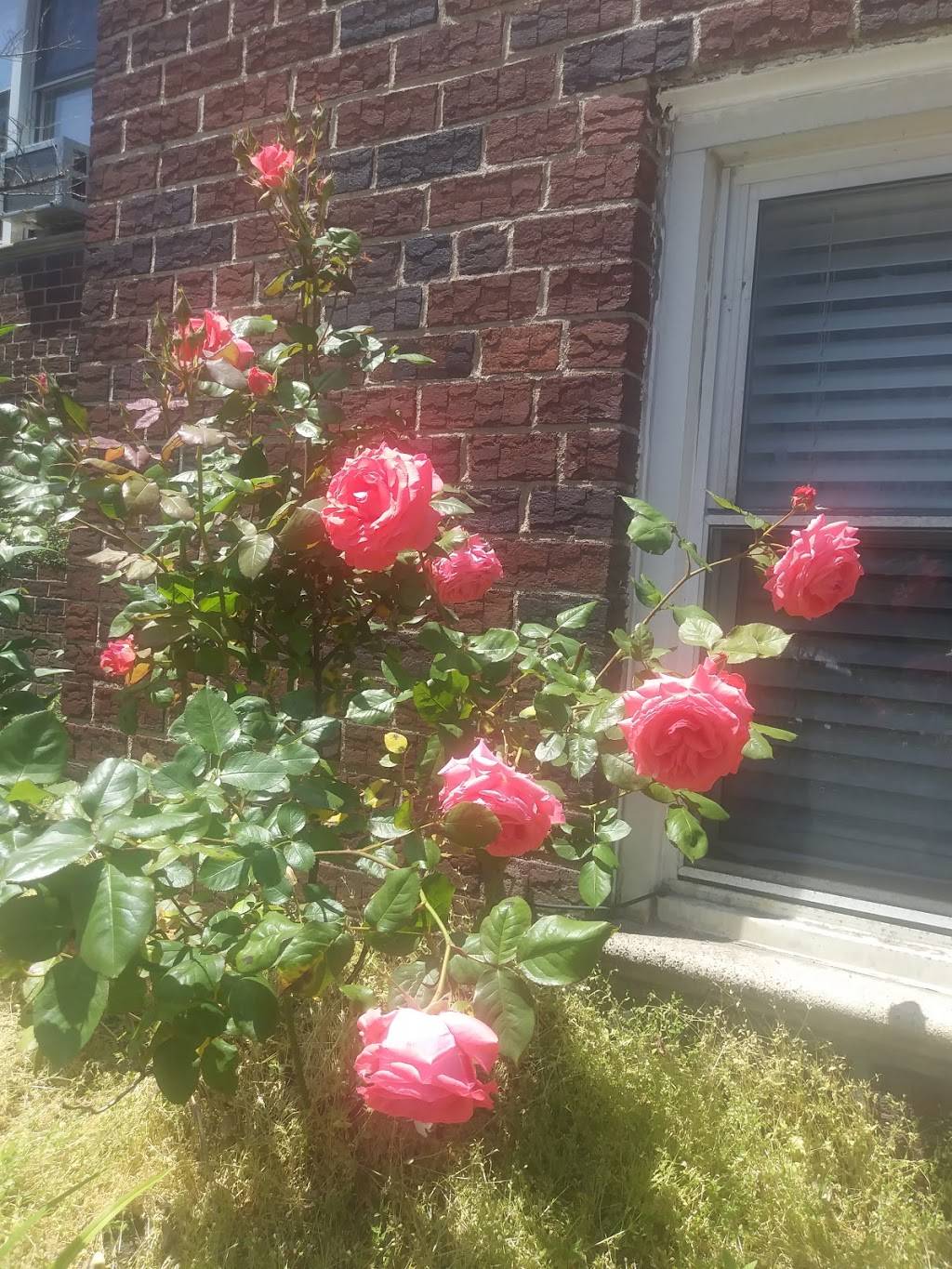 Woodside Pizza & Restaurant | restaurant | 4406 60th St, Woodside, NY 11377, USA | 7185338888 OR +1 718-533-8888