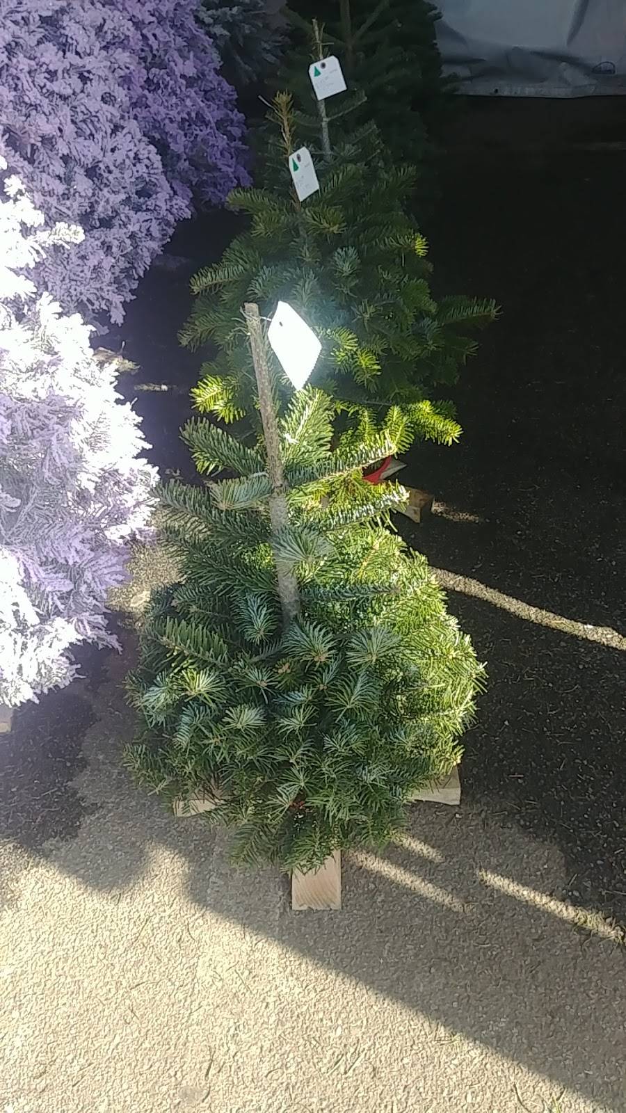 Eddies Christmas Trees | restaurant | 6400 Atlantic Ave, Bell, CA 90201, USA | 5624497664 OR +1 562-449-7664