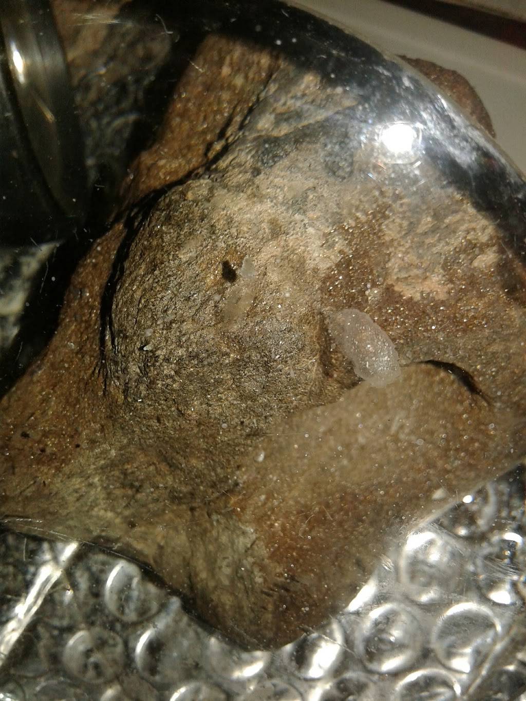 Jack in the Box | restaurant | 13421 E Lincoln Way, Auburn, CA 95603, USA | 5308880750 OR +1 530-888-0750