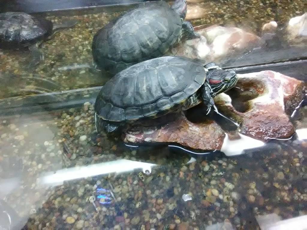 Debbie Wong | restaurant | 54 W Main St, Ware, MA 01082, USA | 4139673336 OR +1 413-967-3336