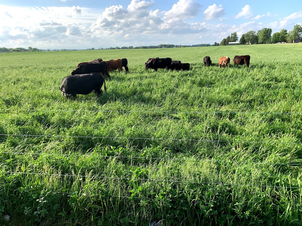 Court Family Farm | restaurant | N3793 Hample Rd, Black Creek, WI 54106, USA | 9204220548 OR +1 920-422-0548