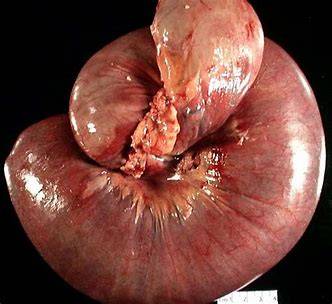 Subway | meal takeaway | 2900 Colorado Blvd Unit C, Idaho Springs, CO 80452, USA | 3035672670 OR +1 303-567-2670