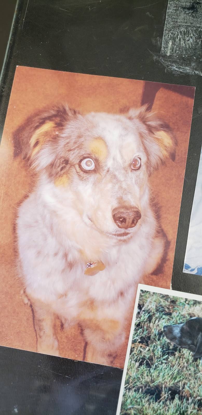 Bird Dog BBQ | restaurant | 5984 Stetson Hills Blvd #200, Colorado Springs, CO 80923, USA | 7195964900 OR +1 719-596-4900