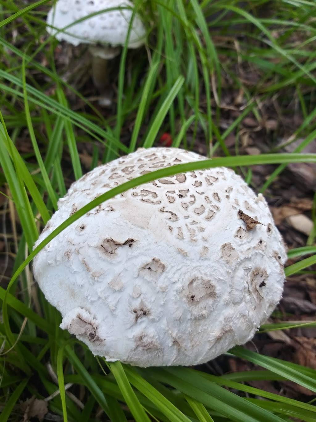 Au Bon Pain | bakery | 1211 Medical Center Dr, Nashville, TN 37232, USA | 6153200164 OR +1 615-320-0164