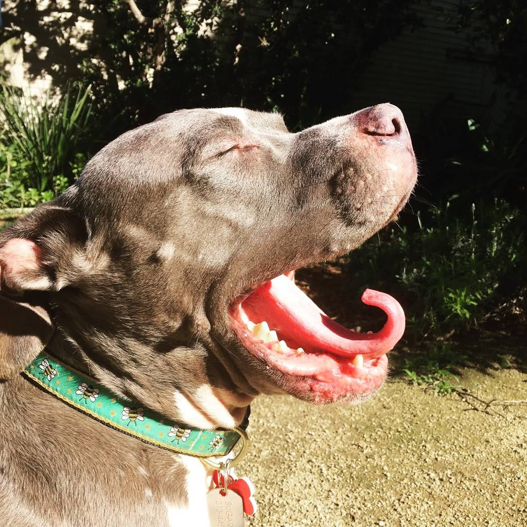 Powerplant Superfood Cafe | cafe | 5671 Pico Blvd, Los Angeles, CA 90019, USA | 3239652233 OR +1 323-965-2233