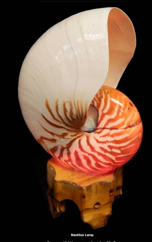 Island Woman Shanty & Modah Naychas Creations | restaurant | 1515 Main St Unit #5, Longmont, CO 80501, USA | 8004609409 OR +1 800-460-9409