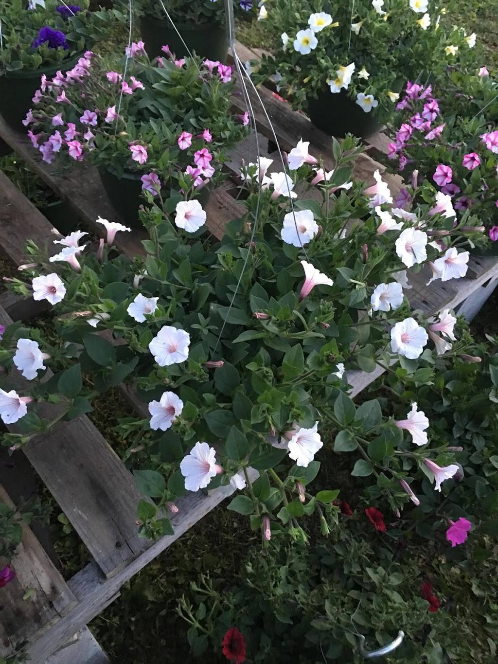 Stewards Market #102 | meal takeaway | 8960 AL-9, Anniston, AL 36207, USA | 2562310070 OR +1 256-231-0070