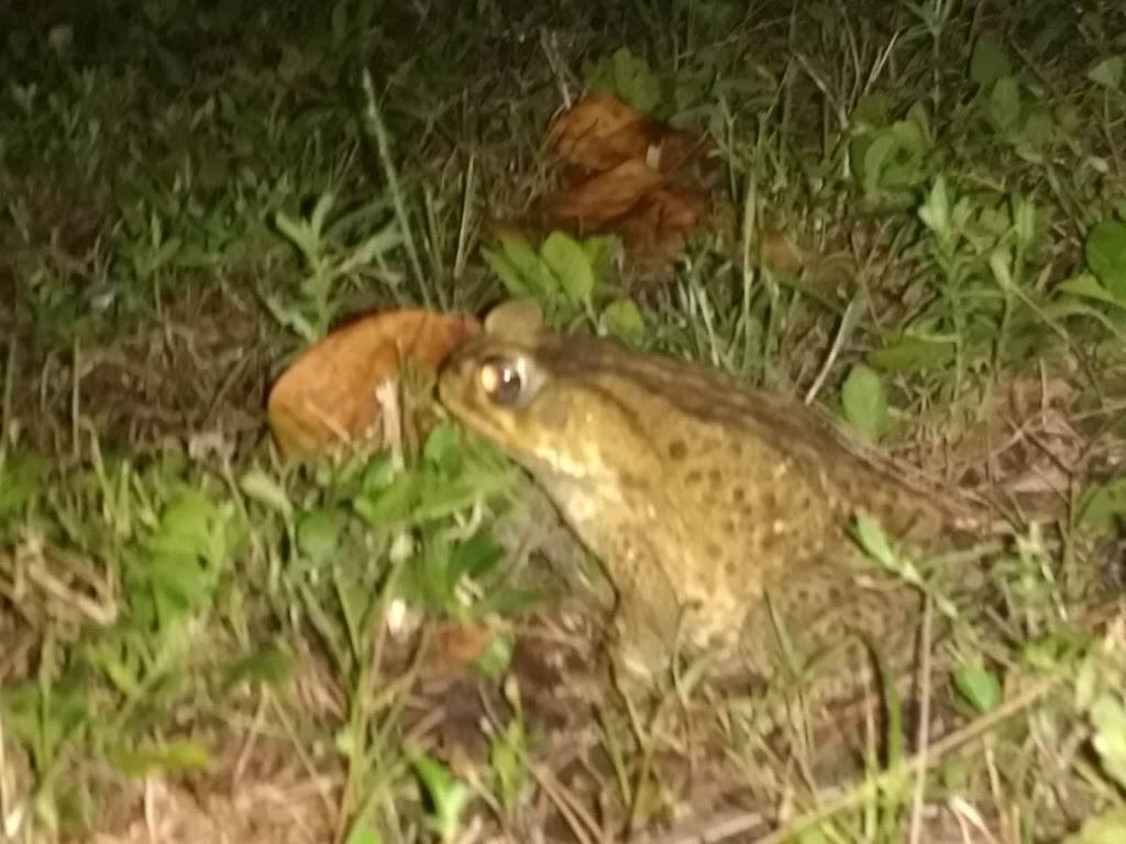 Dominos Pizza | meal delivery | 3904 Skyline Blvd, Cape Coral, FL 33914, USA | 2399450040 OR +1 239-945-0040