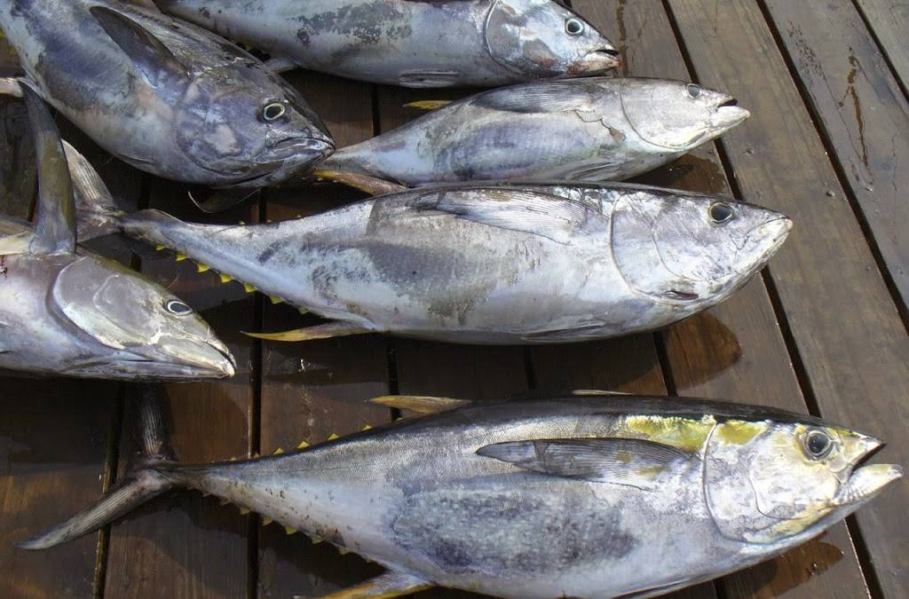 Gosman Seafood | restaurant | 484 W Lake Dr, Montauk, NY 11954, USA | 6316682447 OR +1 631-668-2447