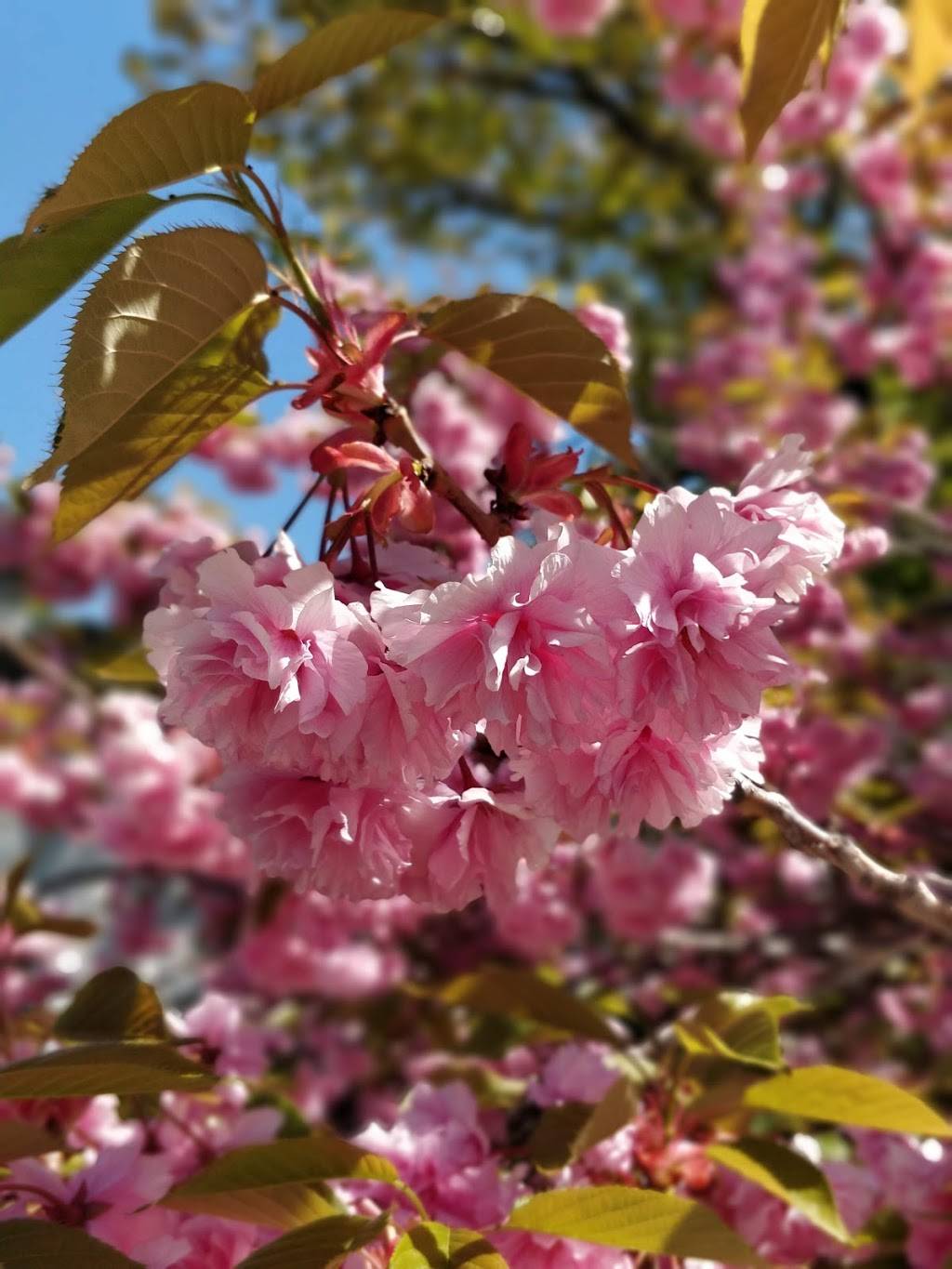 Andersons Glen Arbor Market | meal takeaway | 6545 Western Ave, Glen Arbor, MI 49636, USA | 2313343149 OR +1 231-334-3149