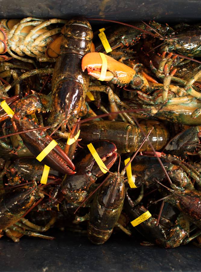 Home Port Restaurant | meal takeaway | 512 N Rd, Chilmark, MA 02535, USA | 5086452679 OR +1 508-645-2679