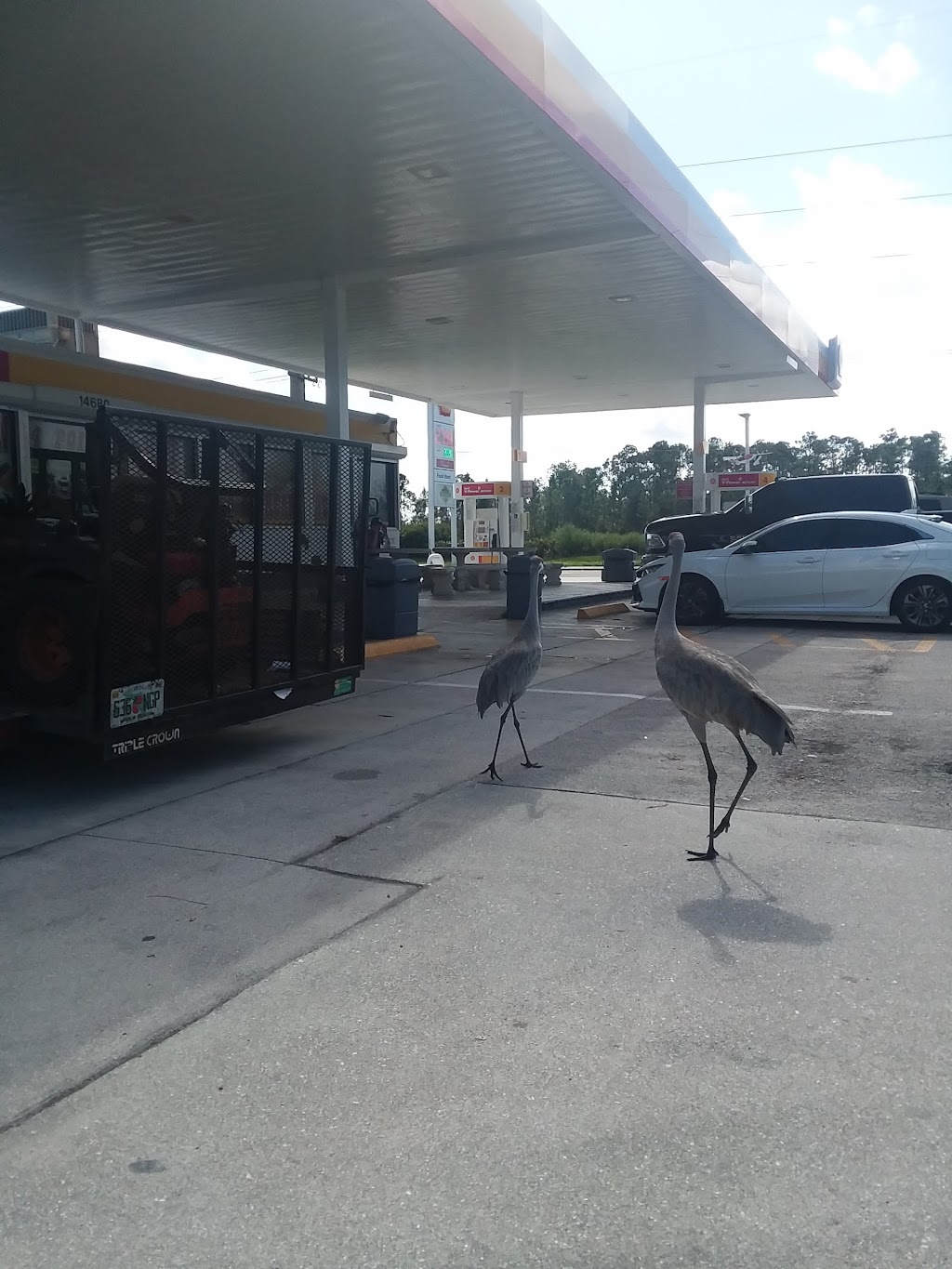 Shell | restaurant | 14680 Park of Commerce Blvd, Jupiter, FL 33478, USA | 5616940318 OR +1 561-694-0318