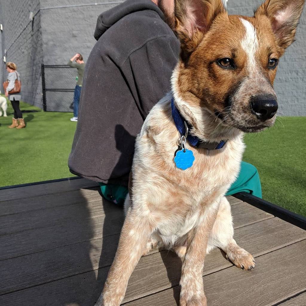 Play Wash Pint | restaurant | 113 Johnson St, Chattanooga, TN 37408, USA | 4236432275 OR +1 423-643-2275