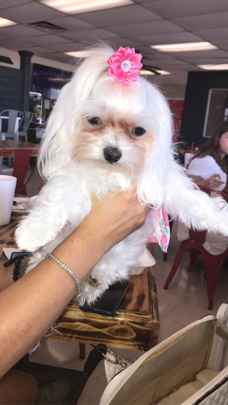 Speedy Gs Lucky Dog Cafe and Grill | restaurant | 203 Wildcat Dr, Del Rio, TX 78840, USA | 8303131961 OR +1 830-313-1961