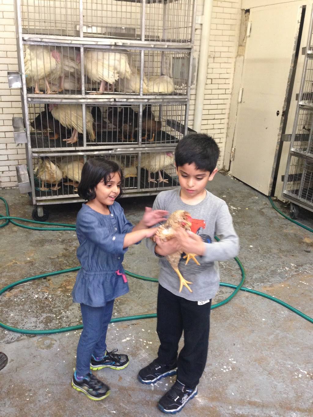 Astoria Live Chicken & Meat Market | restaurant | 3137 20th Ave, Astoria, NY 11105, USA | 7187777249 OR +1 718-777-7249