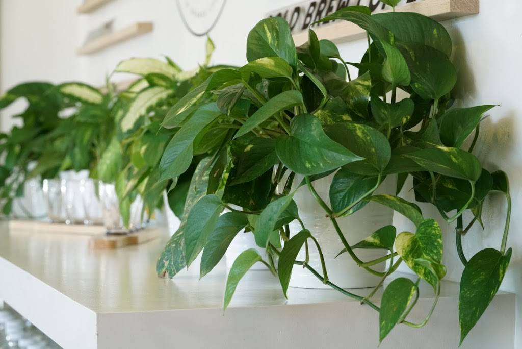 Rich Elixirs | cafe | 3313 Hyland Ave Ste A1B, Costa Mesa, CA 92626, USA | 9494450102 OR +1 949-445-0102