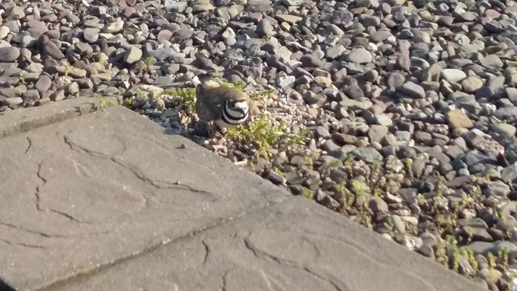 Pikes Creek Raceway Park & Family Restaurant | restaurant | 2542 PA-118, Hunlock Creek, PA 18621, USA | 5704773188 OR +1 570-477-3188