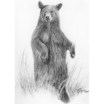 Black Bear Inn | restaurant | 15050 US Hwy 63, Drummond, WI 54832, USA | 7157396313 OR +1 715-739-6313