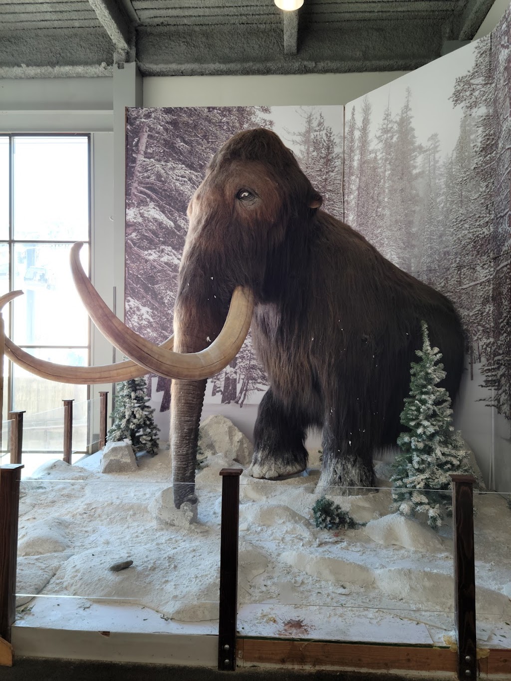 McCoy Station | restaurant | 10001 Minaret Rd, Mammoth Lakes, CA 93546, USA | 7609340745 OR +1 760-934-0745