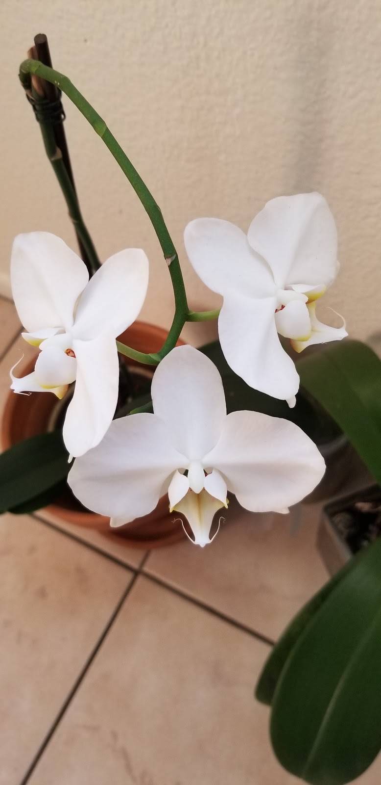 Tacos La Estrella | restaurant | 3415 Fletcher Dr, Los Angeles, CA 90065, USA | 6262563736 OR +1 626-256-3736