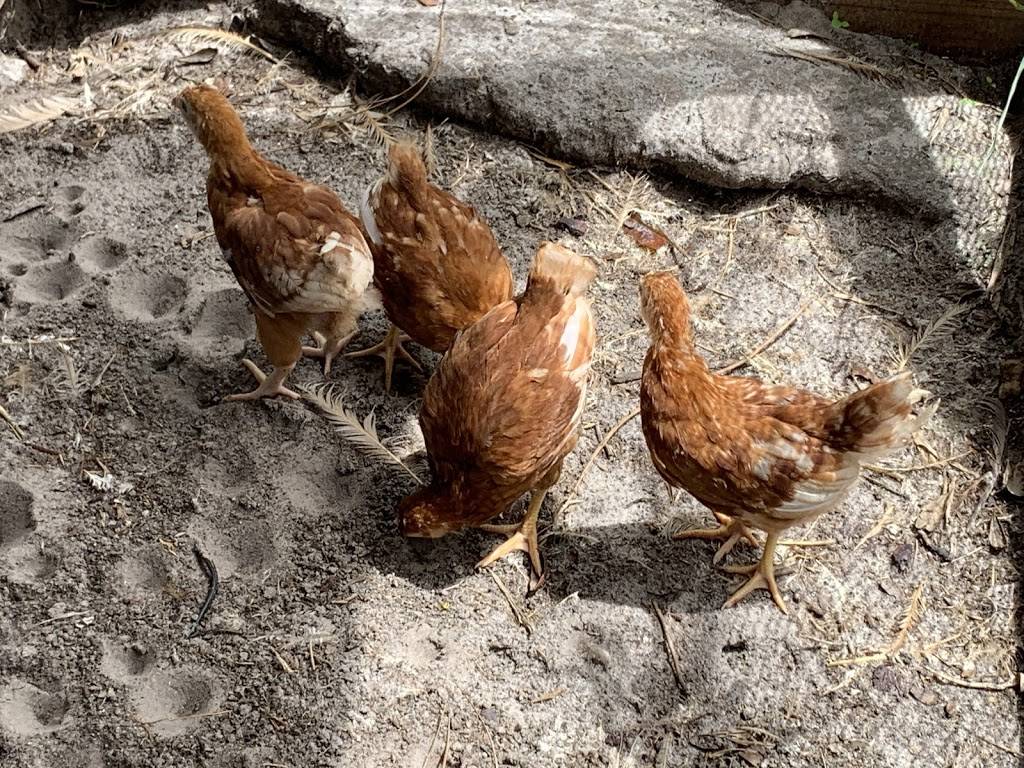 Island Farms | restaurant | 32537 Forest Dr, DeLand, FL 32720, USA | 3867534322 OR +1 386-753-4322