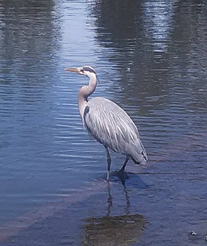 Kowloon Restaurant | meal delivery | 2222 Martin Luther King Jr Blvd, Eugene, OR 97401, USA | 5413434734 OR +1 541-343-4734