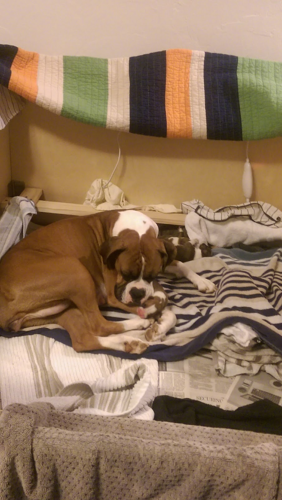 El Criollo Grill | restaurant | Serving General Area, Tallahassee, FL 32303, USA | 8503222328 OR +1 850-322-2328