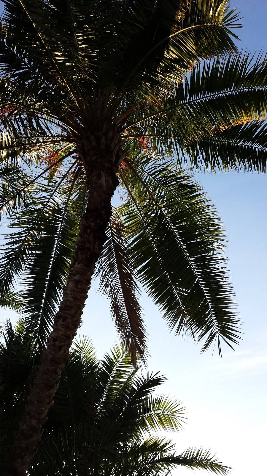 JC Tin Cup Grill | restaurant | 4800 Haw Branch Rd, Sebring, FL 33875, USA | 8633823500 OR +1 863-382-3500