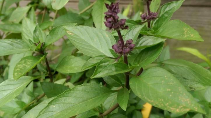 Tumerica Orient Express | restaurant | 6100 Tod Ave SW Suite 2, Warren, OH 44481, USA | 5713760278 OR +1 571-376-0278