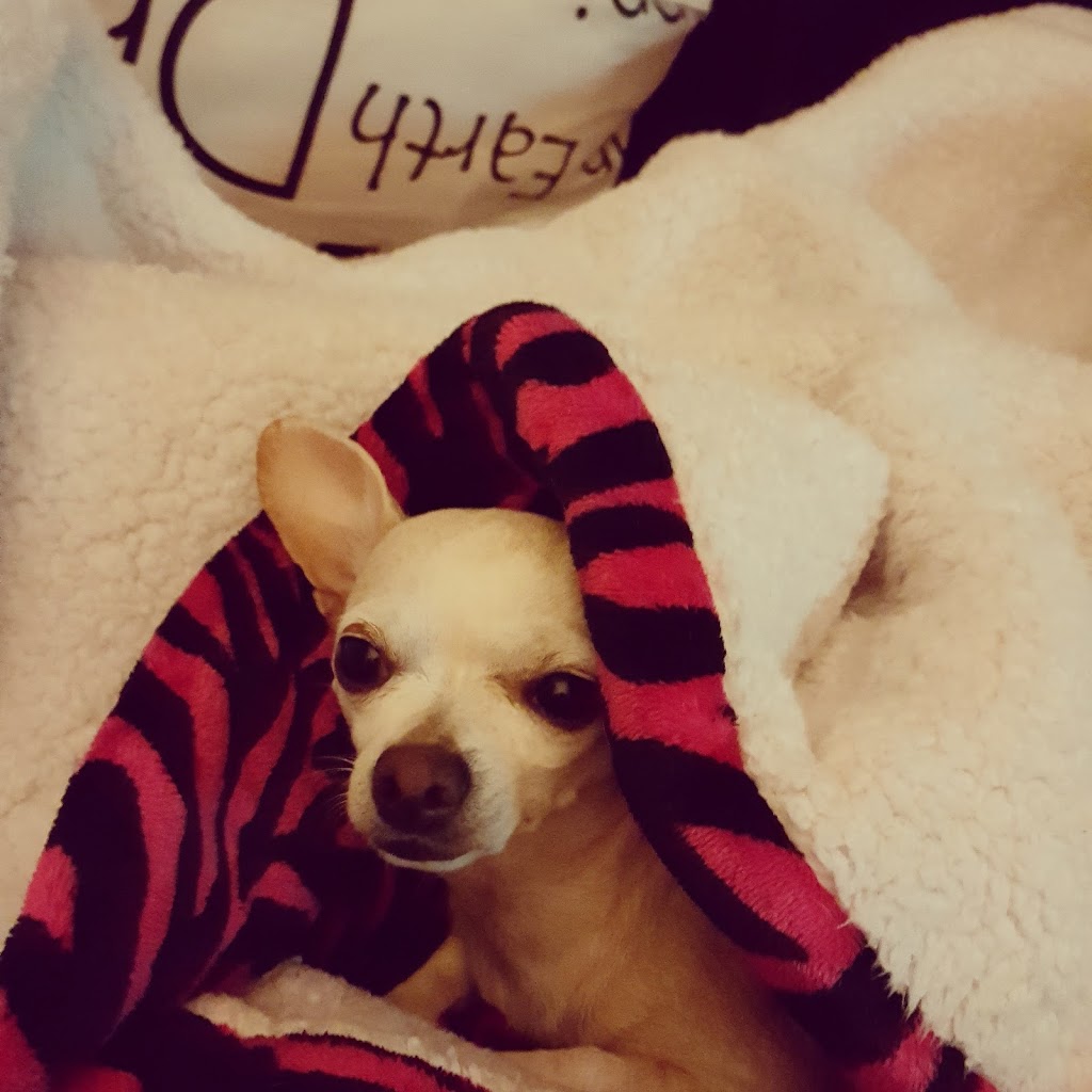 JumBurrito | restaurant | 1301 N Lamesa Rd, Midland, TX 79701, USA | 4326825060 OR +1 432-682-5060