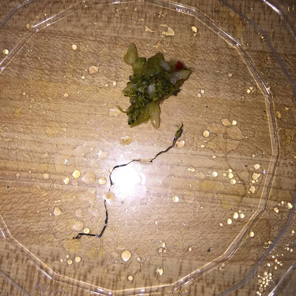 Jerry Yums | restaurant | 10696 Campus Way S, Greater Upper Marlboro, MD 20774, USA | 3013508602 OR +1 301-350-8602