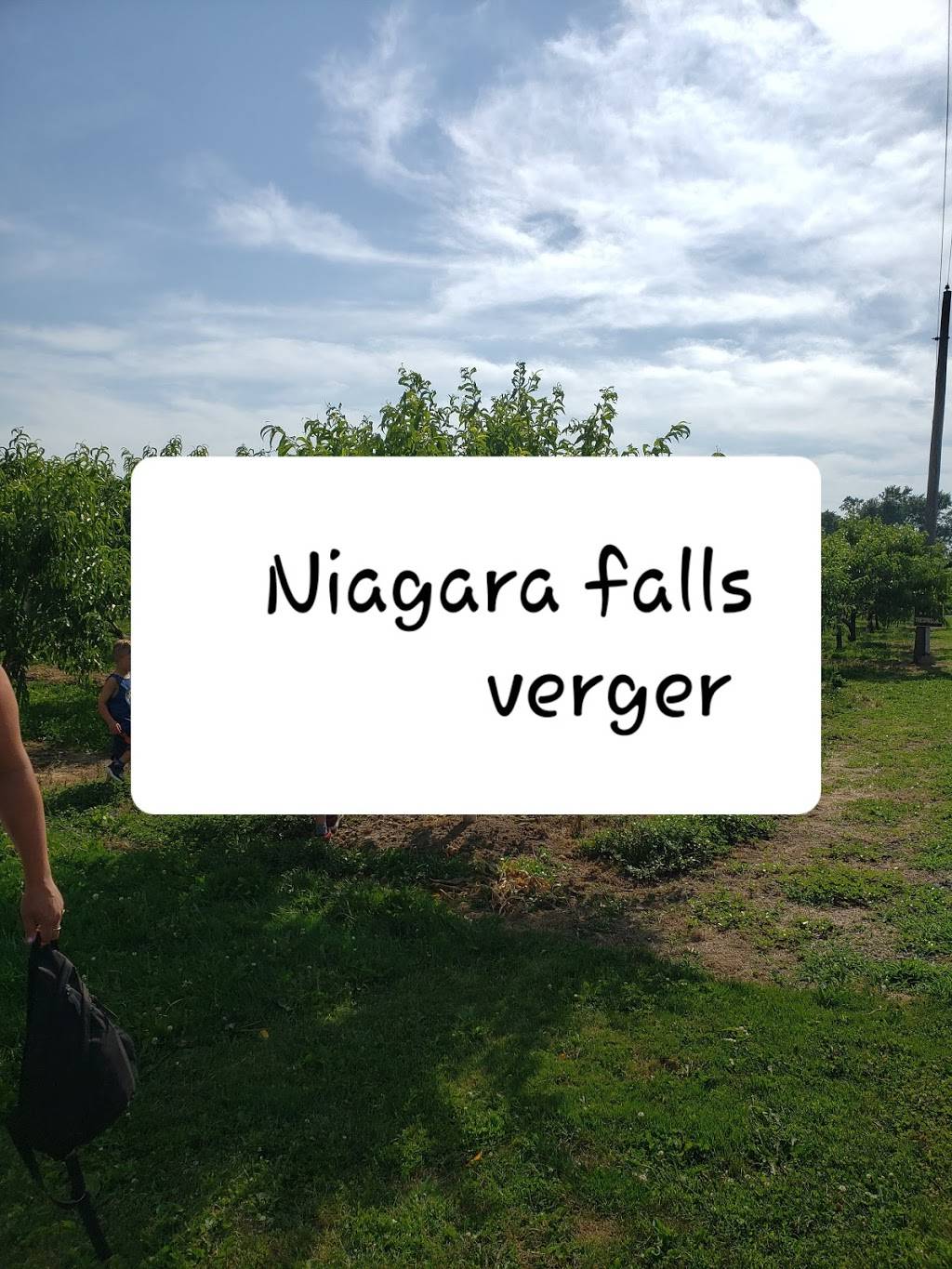 Mings Garden | restaurant | 4630 Victoria Ave, Vineland Station, ON L0R 2E0, Canada | 9055626888 OR +1 905-562-6888