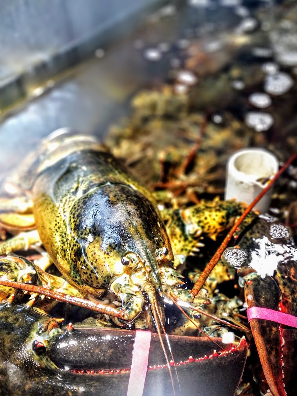 Sayles Seafood | restaurant | 99 Washington St Ext, Nantucket, MA 02554, USA | 5082284599 OR +1 508-228-4599