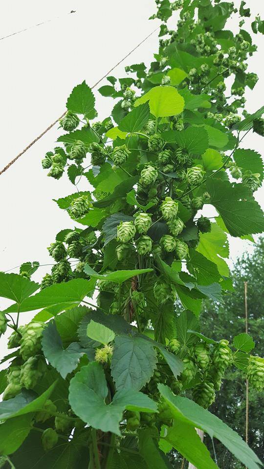 GearHouse Brewing Co | restaurant | 253 Grant St, Chambersburg, PA 17201, USA | 7175522427 OR +1 717-552-2427