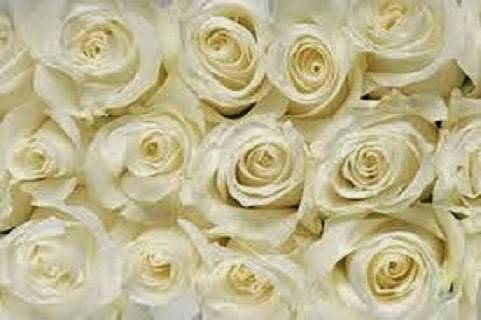 The Victorian | restaurant | 2640 Main St, Santa Monica, CA 90405, USA | 3103924956 OR +1 310-392-4956