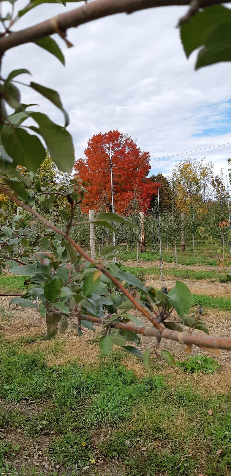 Flanklin | restaurant | 1019 QC-202, Hinchinbrooke, QC J0S 1E0, Canada | 4508272565 OR +1 450-827-2565