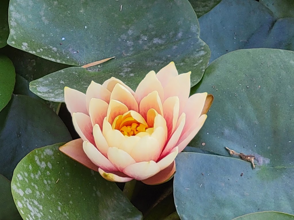 Slc Boat House Bistro | cafe | 751 Echo Park Ave, Los Angeles, CA 90026, USA | 2133022712 OR +1 213-302-2712