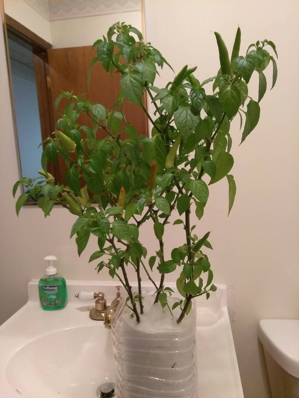 Subway Restaurants | restaurant | 4711 S Kedzie Ave, Chicago, IL 60632, USA | 7732476096 OR +1 773-247-6096