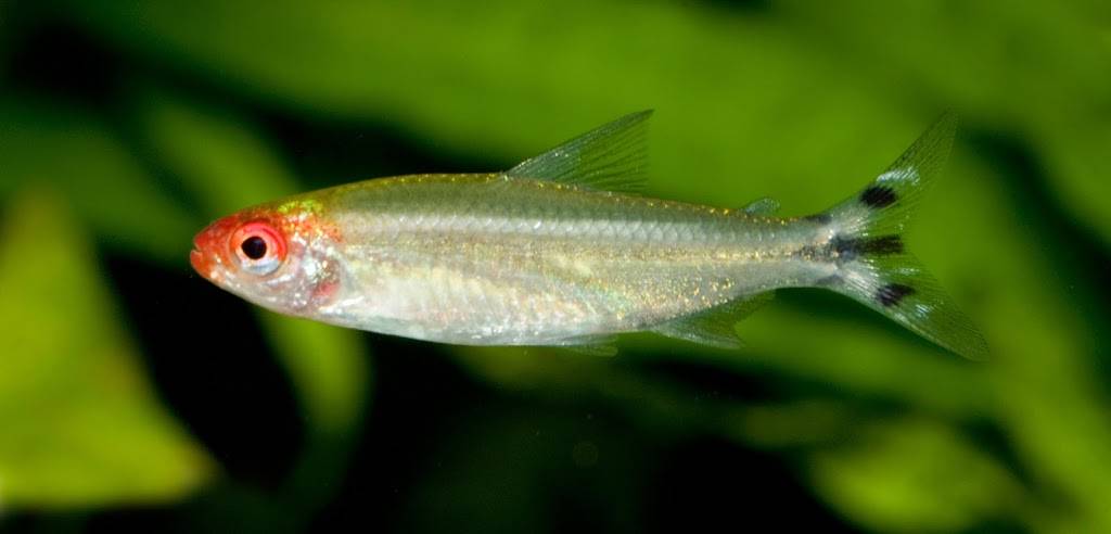 F̶͇̍͊̏͆R̵̙̝̘̺͛̍Ę̶̨͖̲͔̈̐E̴͚̓̽̈ ̸̼͚͔̗̝̇̅͘F̴̪̬͖̻͂̒I̷̱̖̖͓͂́S̷̲̬̅̐̇͝ | restaurant | 255 E Padonia Rd, Lutherville-Timonium, MD 21093, USA | 4106982761 OR +1 410-698-2761