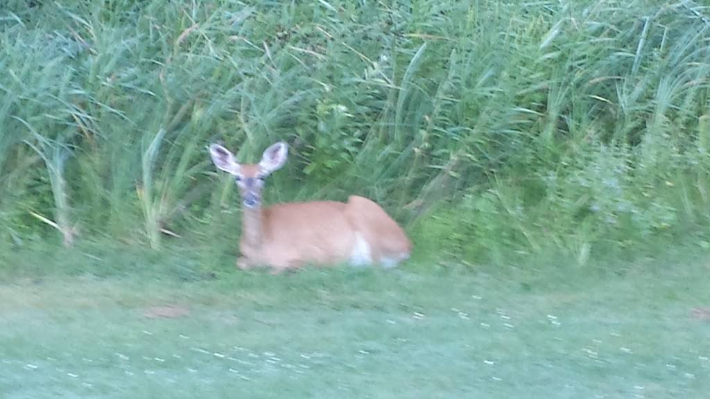 Vintage Golf Course | restaurant | 27923 McGivern Dr, Staples, MN 56479, USA | 2188949907 OR +1 218-894-9907