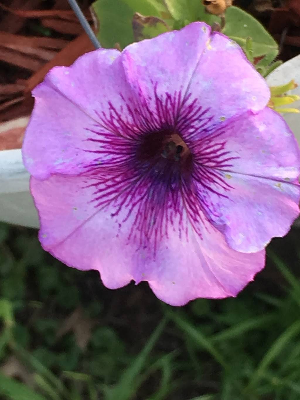 Ice House Drive-In | restaurant | 1111 7th Ave, Belle Plaine, IA 52208, USA | 3194444444 OR +1 319-444-4444