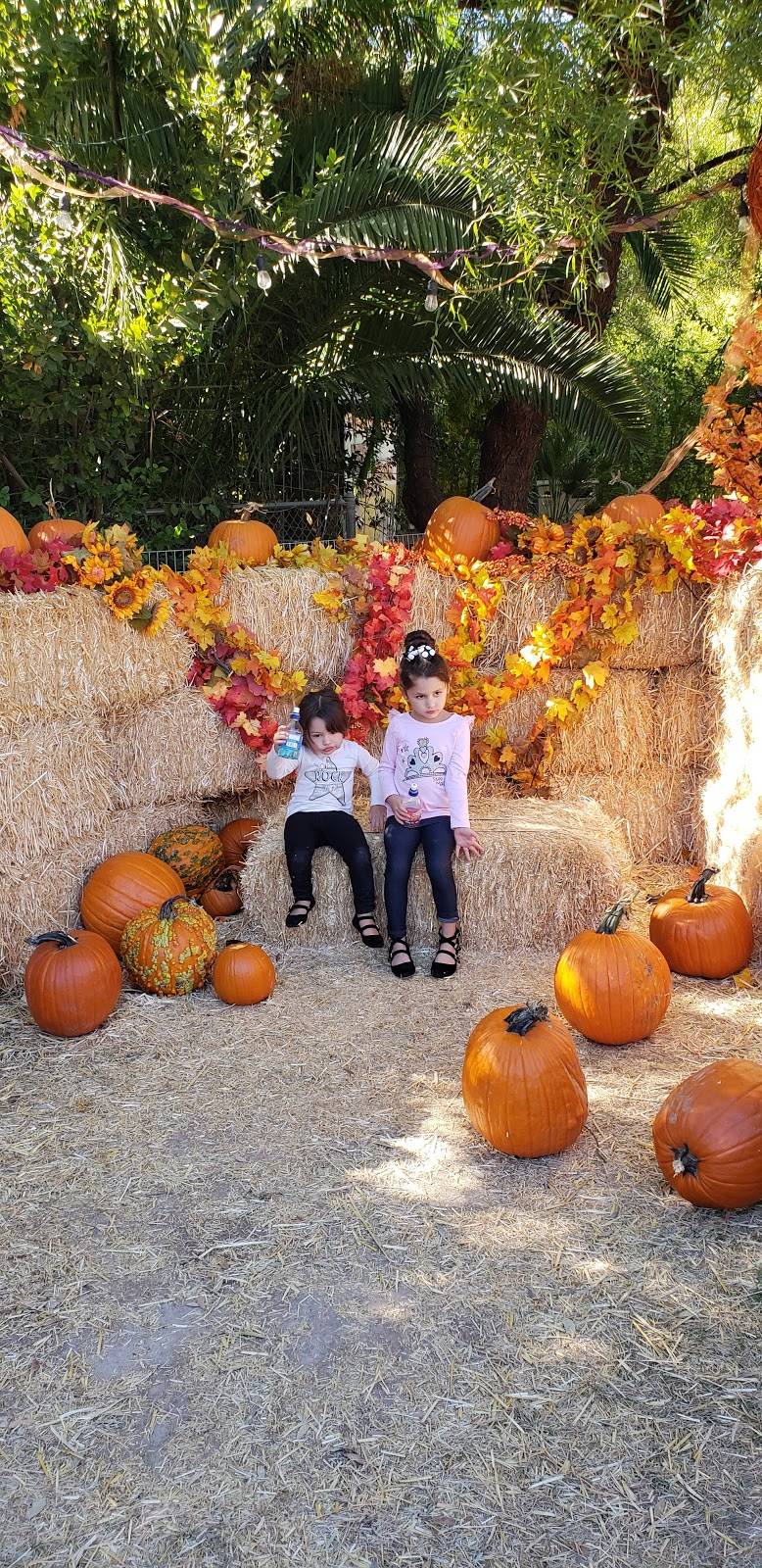 Zoofari Cafe | restaurant | 3400 E Zoo Ct, Tucson, AZ 85716, USA | 5207913204 OR +1 520-791-3204