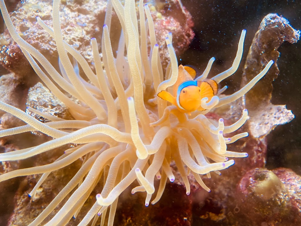 Whipn Dip Ice Cream Shoppe Of Palmetto Bay | restaurant | 14475 S Dixie Hwy, Palmetto Bay, FL 33176, USA | 3059647514 OR +1 305-964-7514